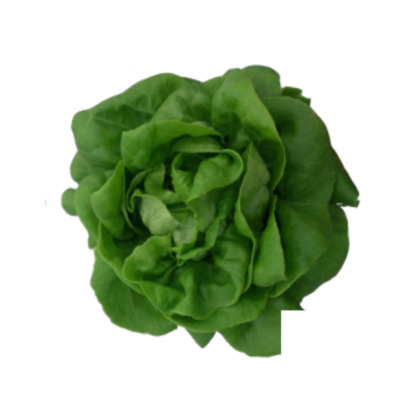 Bibb Lettuce