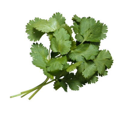 Cilantro