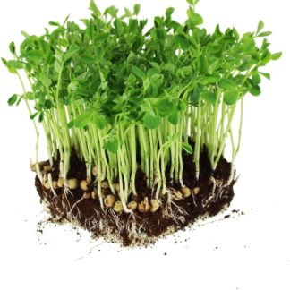 Pea Microgreens