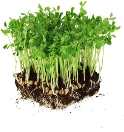 Pea Microgreens