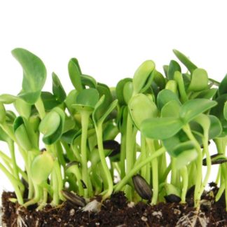 Sunflower Microgreens