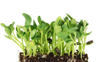 Sunflower Microgreens