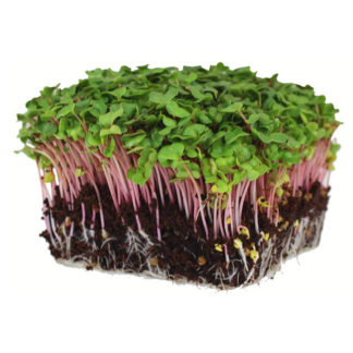 Radish Microgreens