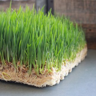 Wheatgrass Microgreens