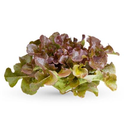 Red Oakleaf Lettuce Seedling