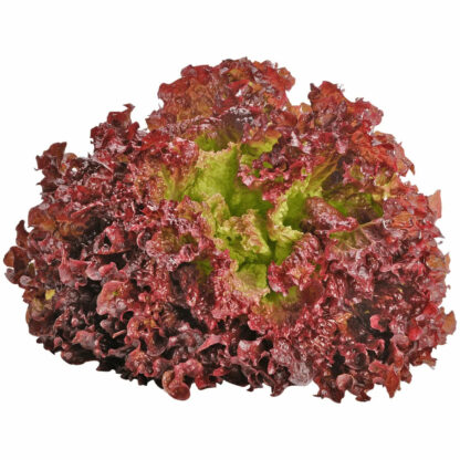 Ruby Sky Lettuce Seedling